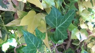 Bud Sports and Variation in Variegated Ivy Leaves [upl. by Dolli]