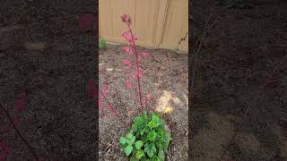 Heuchera californianativeplants droughttolerantplants [upl. by Enia]