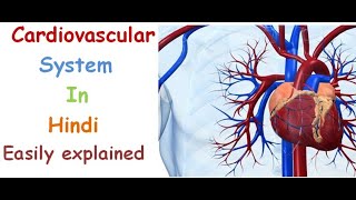 Cardiovascular system in hindi  functions  structure  pulmonary and systematic circulation [upl. by Eentruoc157]