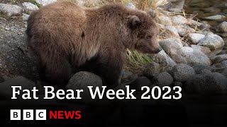 Fat Bear Week due to crown a new winner in Alaska  BBC News [upl. by Lehcim]