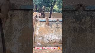 Wild Monkey Fights for Territory 🙉🔥shorts monkey animals fight monkeys bandar monkeyvideo [upl. by Etireugram]