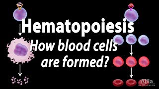 Hematopoiesis  Formation of Blood Cells Animation [upl. by Dur]