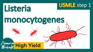 Listeria monocytogenes  What is listeriosis  microbiology and pathology  USMLE Step 1 [upl. by Zennas]