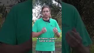 Come usare lABBACCHIATORE per raccogliere le OLIVE  GUARDA IL VIDEO COMPLETO [upl. by Niatsirk485]