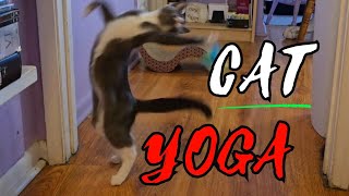 Cat Doing YOGA Oh wait [upl. by Kaye650]