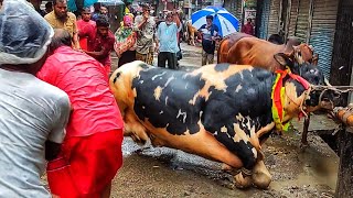 পুরান ঢাকার কোরবানির গরু • Dhakaiya Qurbani • Austral Bull • Qurbani Goru • Cow Lovers [upl. by Bambie]