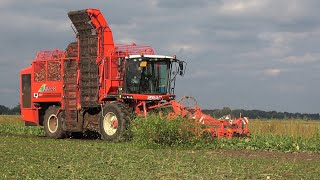 Suikerbieten rooien bij Nijboer met een Vervaet Q621 en New Holland T7230 AC 2022 [upl. by Ailaht]