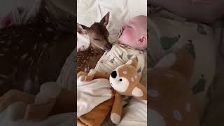 baby deer deer babydeer short [upl. by Yraeg743]