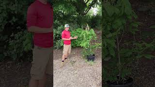 Bottlebrush Buckeye [upl. by Carlita471]