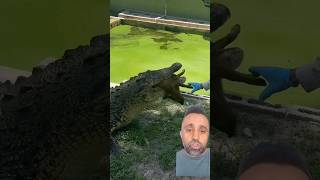 CROCO PET alligator crocodile gator animals reptiles pets jacaré lagos peixescarnivoros [upl. by Wootan267]