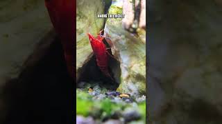 Can Red Cherry Shrimp Be Kept Alone In A Community Tank 🤔 🦐 shorts [upl. by Treiber277]