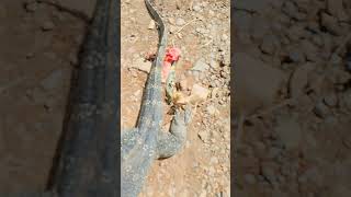 biawak besar kaya komodo sorthvideo [upl. by Rob817]