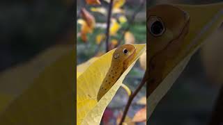 Spicebush swallowtail caterpillar caterpillar spicebushswallowtail caterpillars spicebushswallow [upl. by Tymon]