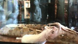 Boa Constrictor Snake Eating Mouse Dinner [upl. by Llecrep]