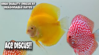 Exotic Discus at reasonable price  ACE DISCUS  Best quality Discus [upl. by Auburta]