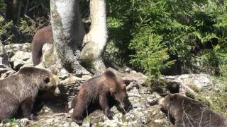 Nationalpark Bayer Wald BärenStreit am Baum bears quarreling [upl. by Kistner816]