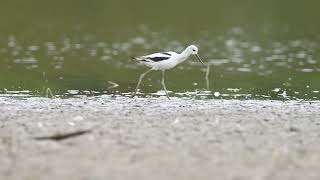 American Avocet 1778 [upl. by English109]