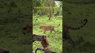 Tiger Sighting at Kabini Nagarhole Wildlife forest jeep safari [upl. by Zhang177]