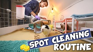 My Spot Cleaning Routine for Guinea Pigs [upl. by Etnomaj]