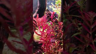 ROTALA BLOOD RED 🩸 bettatank nanotanks plantedtank [upl. by Auohc]