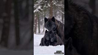 Snow Black Wolf Family Shares Adorable Smooches in the Snow ❄️🐺  Rare Wolf Family Bonding [upl. by Ignazio654]