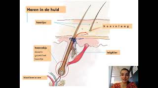 Samenvatting Waarnemen Regeling amp Gedrag 1MHV Biologie Voor Jou MAX [upl. by Ailecec498]