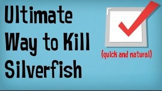 How to Get Rid of Silverfish in your Home  BEST Tips for Getting Rid of Silverfish Bugs Naturally [upl. by Drofyar907]