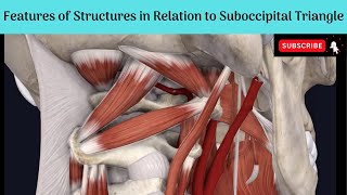 Features of the Contents amp Structures in the roof of Suboccipital Triangle  Cisternal Puncture [upl. by Sigsmond]