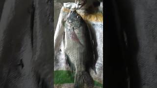 iwak nila telong kilo di cium kucingfishing shortkucing [upl. by Hesketh423]