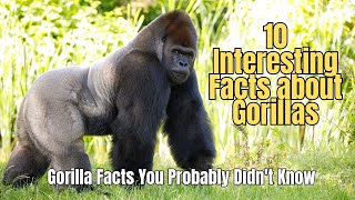 🌈 10 Amazing Facts about Gorillas 🦍 Truth about Gorillas ⛰️ Interesting Facts about Gorillas [upl. by Ernst]