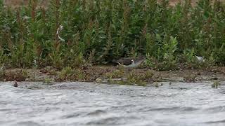 Common Sandpiper [upl. by Eikcaj979]