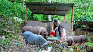 Build a complete pig pen Build a farm life  Triệu Thị Hiền [upl. by Alexandrina]