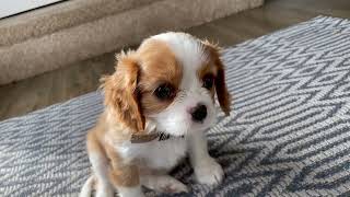 7 week old King Charles Cavalier King Charles Spaniel puppy [upl. by Yreffeg805]