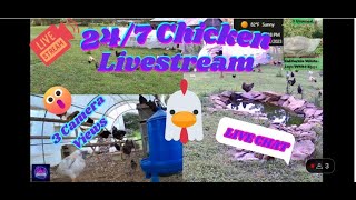 247 Ducks amp Chickens Live Stream amp Chat Koi Pond Dog amp Cat TVNovember [upl. by Aneleairam688]