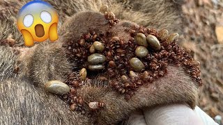 Removing Huge mango worm in dog  Mango worms removal [upl. by Persian]