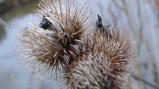 Lesser Burdock  Arctium minus  Velcro plant  Dverglappa  Krókakollur  Skógarplanta  Villijurt [upl. by Burger]