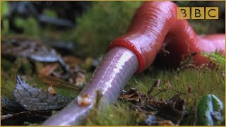 Monster leech swallows giant worm  Wonders of the Monsoon Episode 4  BBC Two [upl. by Adnauq]