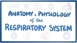 Anatomy and physiology of the respiratory system [upl. by Smiga282]