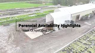 Perennial Availability Highlights Week of 422 [upl. by Grimaldi]