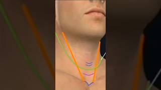 Tracheostomy Surgical techniqueBasic TechniqueTracheostomy Procedureviralshortsshortsfeeds yt [upl. by Naujed402]