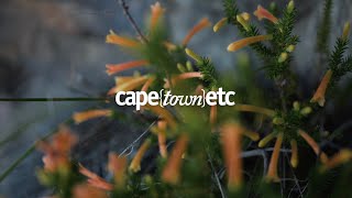 WATCH Kloof Corner hike in Cape Town [upl. by Linea987]