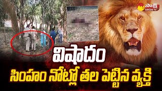 సింహం నోట్లో తల పెట్టిన వ్యక్తి  A Man His Life On Lion Attack At Tirupati Zoo Park  SakshiTV [upl. by Leunam332]