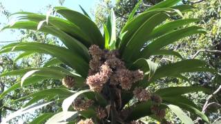 Dracaena fragrans [upl. by Kronfeld555]