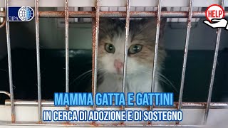 TANTISSIMI RECUPERI MA “ZERO” ADOZIONI GLI ANGELI BLU DI AVELLINO IN PIENA “EMERGENZA GATTINI” [upl. by Travers]