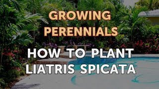 How to Plant Liatris Spicata [upl. by Hay]