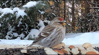 Sizerins flammés chant cri  Common Redpoll song call [upl. by Niamrahc]