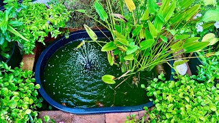 Feeding pond goldfish [upl. by Mellins]