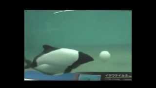 イロワケイルカのドリブル Commersons dolphin アドベンチャーワールドより [upl. by Rosamond]