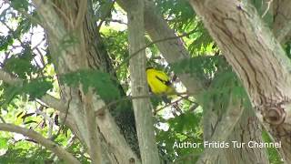 Male Golden Oriole  Voice [upl. by Whyte]