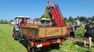 Trecker Treffen Hamm Norddinker 2024 Rüben Rübenroden Eicher [upl. by Shifra]